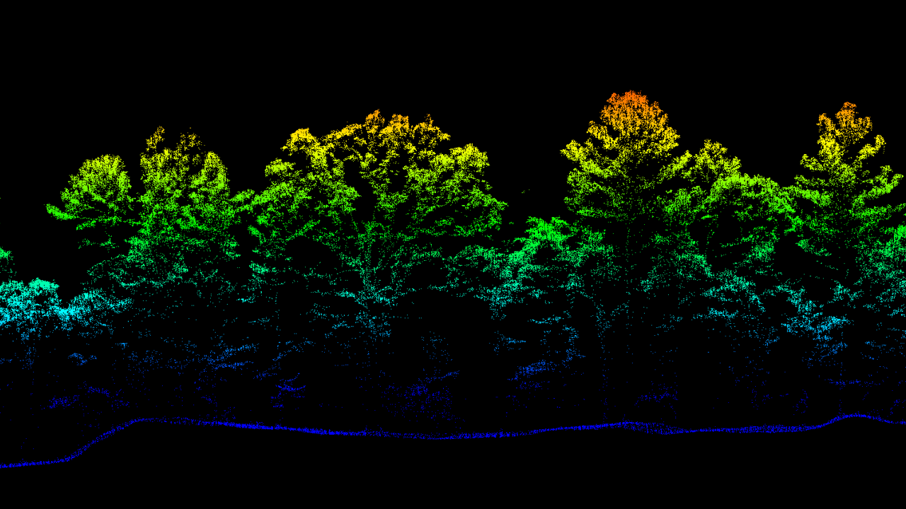 A group of trees are shown in the dark.